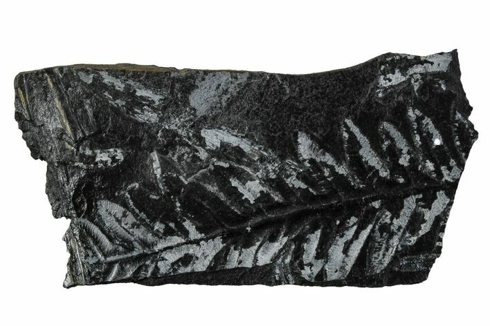 Fossil Seed Fern (Alethopteris) Plate - Pennsylvania #280717